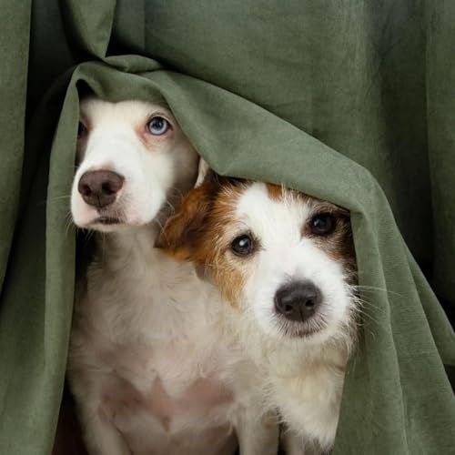 Animais sofrem com barulho de fogos das Festas de Fim de Ano