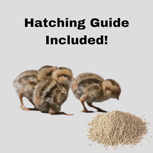 Daily Bread Homestead Coturnix Quail Fertile Hatching Eggs - 24ct + Extras
