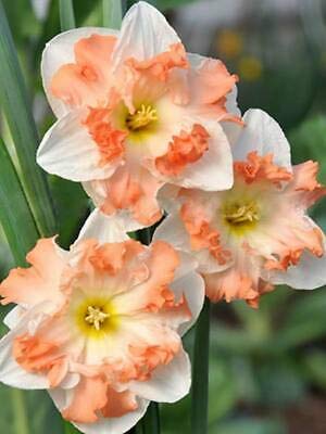 Radha Krishna Agriculture Daffodils Cum Laude of The Most Beautiful Flowers for Your Garden Pack Of 2 bulbs (B08CNCMYX3) Amazon Price History, Amazon Price Tracker