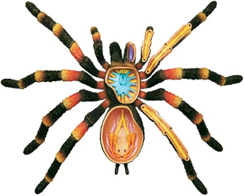 Modèle anatomique Spider 4D de précision scientifique à 33 pièces