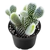Live Succulent Bunny Ear Cactus, Easy Care, 2 Inch Fully Rooted Potted Indoor Plant for Home Decor