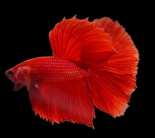 Super Red Halfmoon Male Betta - Live Freshwater Aquarium Fish