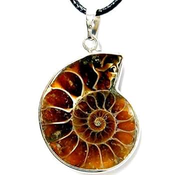 アンモナイト　貝などセット アンモナイト 貝などセット アンモナイト3個セット005｜恐竜