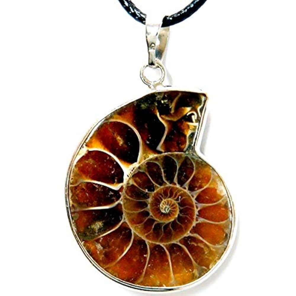 アンモナイト　貝などセット Amazon | SCIENCE 化石標本Ammonite Pair「赤鉄鉱化（ヘマタイト