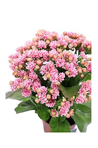 Pianta di Calandiva o Kalanchoe Blossfeldiana pianta succulenta ornamentale da arredo interno Pianta vera da fiore venduta da eGarden.store (Rosa v.7 cm)
