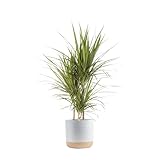 Costa Farms Dracaena Marginata Magenta Madagascar Dragon Tree, Live Indoor Plant, Easy to Grow Houseplant Potted in Decor Planter Pot, Living Room Home and Office Decor, 3-4 Feet Tall