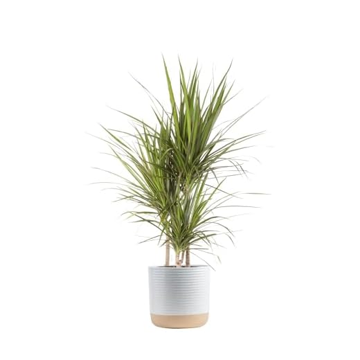 Elegant Dracaena Marginata Indoor Plant