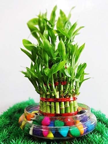 Flora solutions 3 Layer Lucky Bamboo Plant with glass pot (without stone) (B0CM23VNTC) Amazon Price History, Amazon Price Tracker