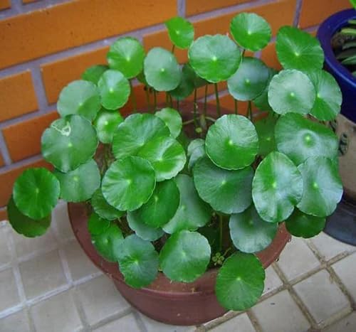 Nasiona Hydrocotyle 30 sztuk świeże