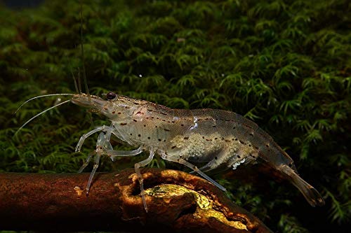 Sehr Junge Amano Garnele - Caridina multidentata (Japonica), 10 Stück