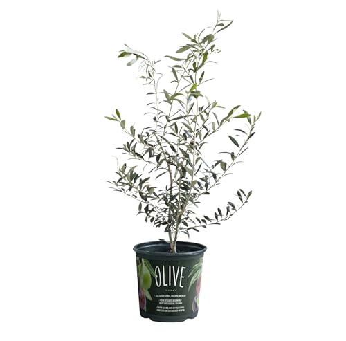 American Plant Exchange Live Arbequina Olive – 6-Inch Pot, Edible