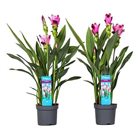 Plant in a Box - Curcuma 'Al Siam Supreme' Cover