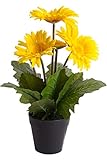 Gesamthöhe: ca. 32 cm JSC künstliche Edel-Gerbera mit 5 Blüten im schwarzen Kunststofftopf (gelb neu)