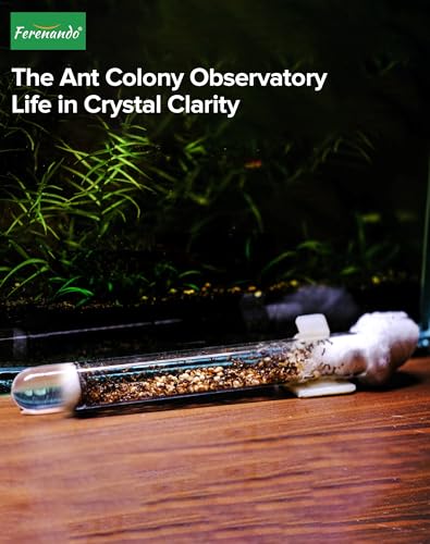 Ferenando 30 Stück Reagenzgläser Glas mit Reinigungsbürste, 20mm OD X 150mm Länge, Reagenzglas Vase mit Rundboden, Laborröhrchen & Reagenzgläser für Blumen, Ameisenzucht, DIY-Handwerk, Laboratorien