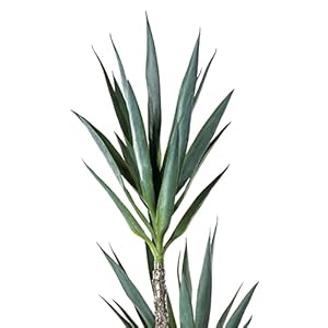 Vickerman everyday green yucca triple stem tree 60 tall silk artificial indoor plant multi purpose tropical decoration for home office living room decor  urban country home decor