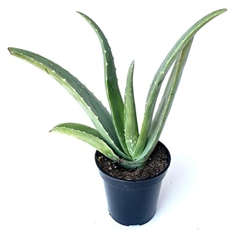 Live Aloe Vera Succulent Aloe Barbadensis Aloe 8"-12" Tall, 4" Pot Cover