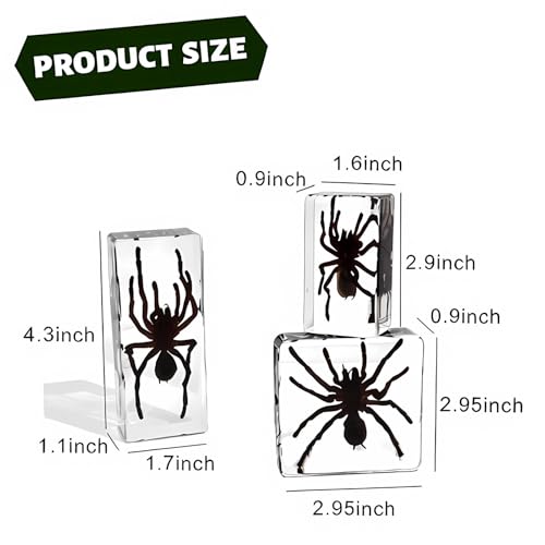 Image of Taxidermy Spider, 3pcs Insect Spiders Specimens in Resin for Closer-Look & Study in Safe Healthy, Novelty Fun & Educational for Classroom Teaching, Home Office Display (XS Size x2 + M Size x1)