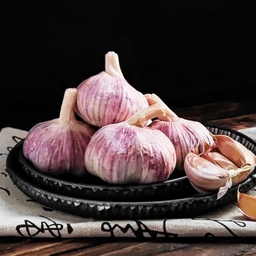 semillas de ajo-plantar ajo,de interior,para lugares soleados semillas de de interior,resistentes maceta de 300pcs