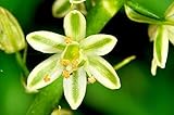 1 Pc Portal Cool 10 Ornithogalum caudatum Semenze Semi False Cipolla No Pachypodium