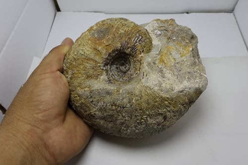 Image of Rare Ammonite Nautilus Ammonite Fossil Fossil from Morocco Fossils Ammonites Fossil Rock A294
