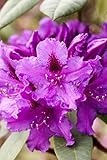 Rhododendron Hybride 'Azurro' 30-40 cm – Immergrün, Mehrjährig, Winterhart – Rhododendron – Zierstrauch für Garten & Kübel