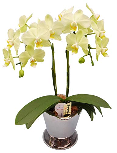 胡蝶蘭鉢植えと感謝のどら焼きセット