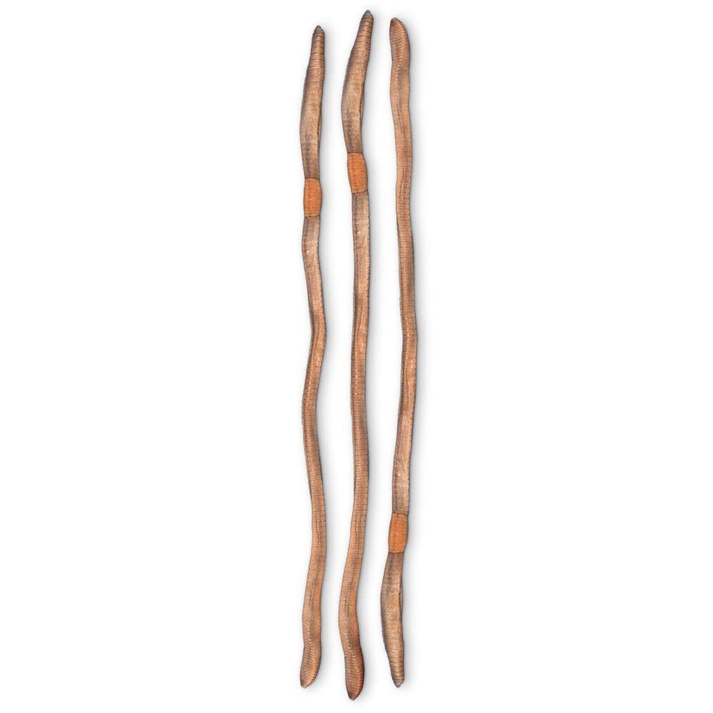 Carolina's Perfect Solution® Earthworms, Plain, Tube of 50