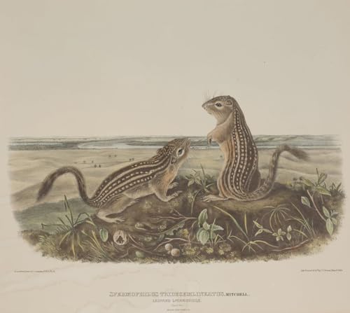 Tableaux Peinture sur Toile Spermophilus John Audubon Déco Chambre 60x90cm