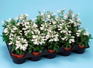 GPPX Penstemon hirsutus Snowbells 100 Seeds
