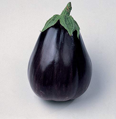 Portal Cool Bio 100 semi di melanzane black beauty - solanum melongena bio