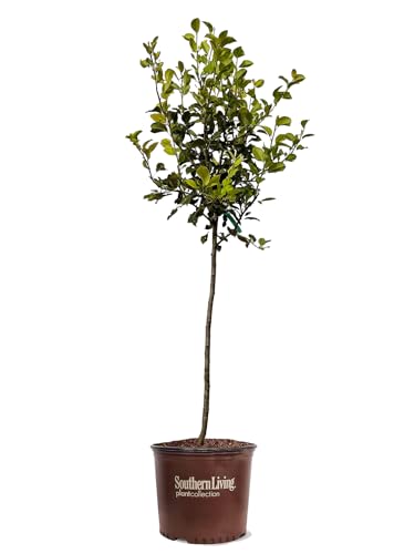Southern Living Kieffer Pear Tree, Fruit Bearing, Deciduous, Ornamental Value, 5 gal, Nursery Pot, 3-4 ft Tall, (Due to Agricultural Laws, we Cannot Ship to CA, AZ, AK, or HI)