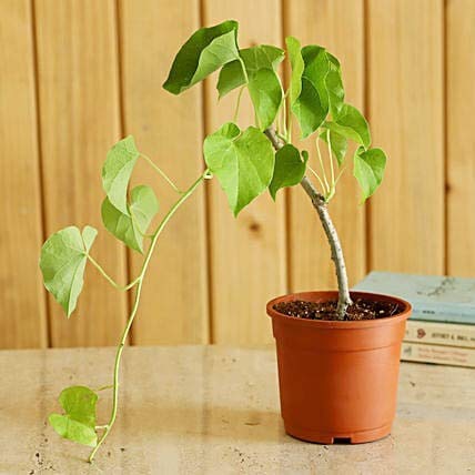 See full amazon price history chart for Royal Gardens Blue Universe Giloy Live Plant Royal Gardens Blue Universe Giloy Live Plant (B092DM7WWV) Amazon Price History, Amazon Price Tracker