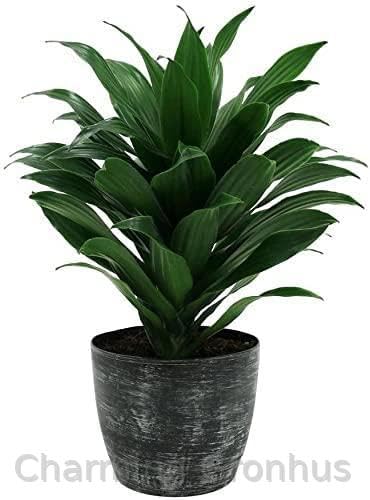 See full amazon price history chart for Charming Gronhus Live Good Lucky Lotus Bamboo Plant For Office Table Home Decor Good Indoor Plant/Tree With Black Plastic Pot Charming Gronhus Live Good Lucky Lotus Bamboo Plant For Office Table Home Decor Good Indoor Plant/Tree With Black Plastic Pot (B0D2P2QWZ9) Amazon Price History, Amazon Price Tracker