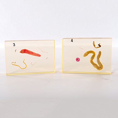Image of W99319 Animal Kingdom Collection Case of 12,Grade: 1 to 12, 5 inch Height, 15.5 inch Wide, 18.5 inch Length