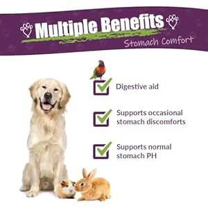 Amber NaturalZ ProTummy Stomach Comfort Herbal Blend for Dogs, Bird, Guinea Pigs, and Rabbits | Herbal Supplement for Occasional Upset Stomach | 1 Fluid Ounce Glass Bottle | Manufactured in The USA Amber NaturalZ ProTummy Stomach Comfort Herbal Blend for Dogs, Bird, Guinea Pigs, and Rabbits | Herbal Supplement for Occasional Upset Stomach | 1 Fluid Ounce Glass Bottle | Manufactured in The USA