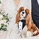 Hund Smoking Bandana Halsband Hochzeit Fliege für Hunde Fliege Verstellbar für Krawatte Haustiere Formelle Halsketten Hund Welpe Kätzchen Hochzeit Geburtstag Schwarz Weiss