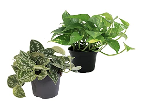Set of 2 Different Devils Ivy Plants - Satin Pothos Scindapsus pictus argyreus and Golden pothos Epipremnum aureus in 12cm pots