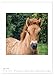 Offspring with the Icelandic Horses (Wall Calendar 2026 DIN A2 High), CALVENDO Monthly Calendar: Adorable Iceland Foal