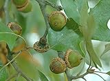 8 Northern RED Oak Tree Seeds, Quercus Rubra Seeds Acorns