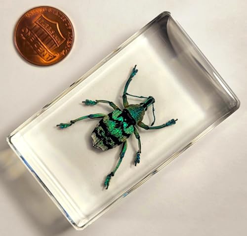 Image of 2.3 inch Real Eupholus Chevrolati Teal Weevil Beetle in Crystal Clear Lucite Resin Specimen Preserved Insect Bugs Taxidermy Collection for Biology Science Education & Desk Ornament Display Supplies