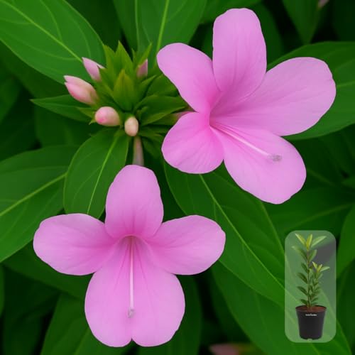 Image of Indian Gardens - Pink Colour Barleria cristata /Decemeber flower plant with 4 inch Pot
