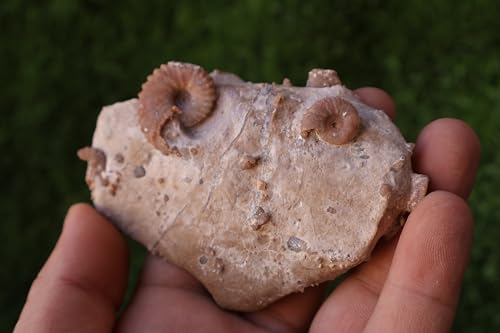 Image of Douvilleiceras & Gastropods Plate Cretaceous Fossils Fossils from Morocco Fossil Rock Ammonites Fossil A219