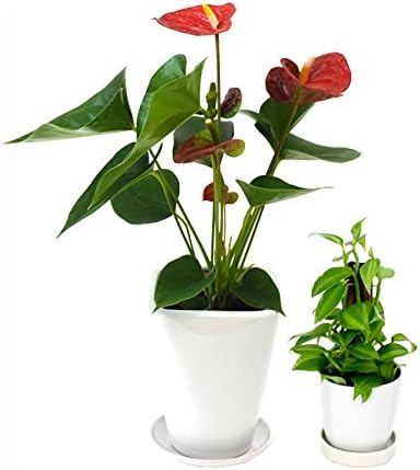 選べる観葉植物 保障 陶器鉢2点セット 4号 アンスリウム 3号 赤 お好きな植物 バニラの木