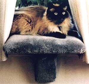 Small Padded Cat Window Perch : Color Natural : Size Small Perch