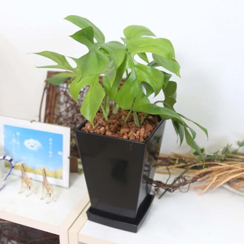 yu[~OXP[vz qXe 5 ubNXNGAvX`bN+Mt y̕\ʁFEbh`bvb^TCY̊ϗtA (5/vX`bN/ubN/XNGA`/y̕\ʁFEbh`bv)