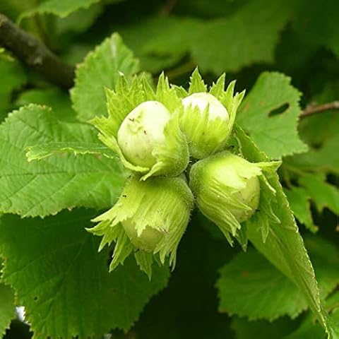 European Hazel Seeds by YEGAOL Cover