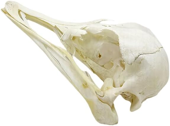 Taxidermy Real Animals Myocastor Ostrich Skulls, Real Bones Specimen, Taxidermy Supplies for Science Education