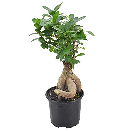 Image of Arcadia Garden Products LV62 Ginseng Ficus Live Indoor Bonsai Plant in 6 in. Plastic Grower Pot, 6 Inch, Green *Sold By Amazon and Arcadia Garden Products*