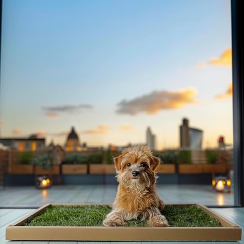 How to clean artificial grass with dogs (April 2024)