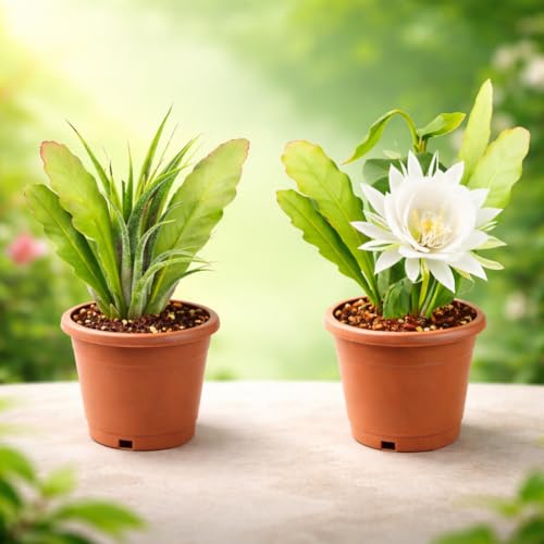Image of Brahma Kamal Live Plant with Pot | Sacred Himalayan Rare Flowering Plant | Auspicious Vastu Plant for Home & Temple | Easy-Care Indoor-Outdoor Plant | Fresh Healthy Plant